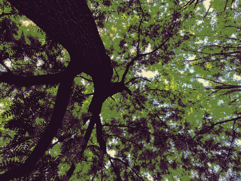 A tree, viewed from the ground, in the Mont Royal Park