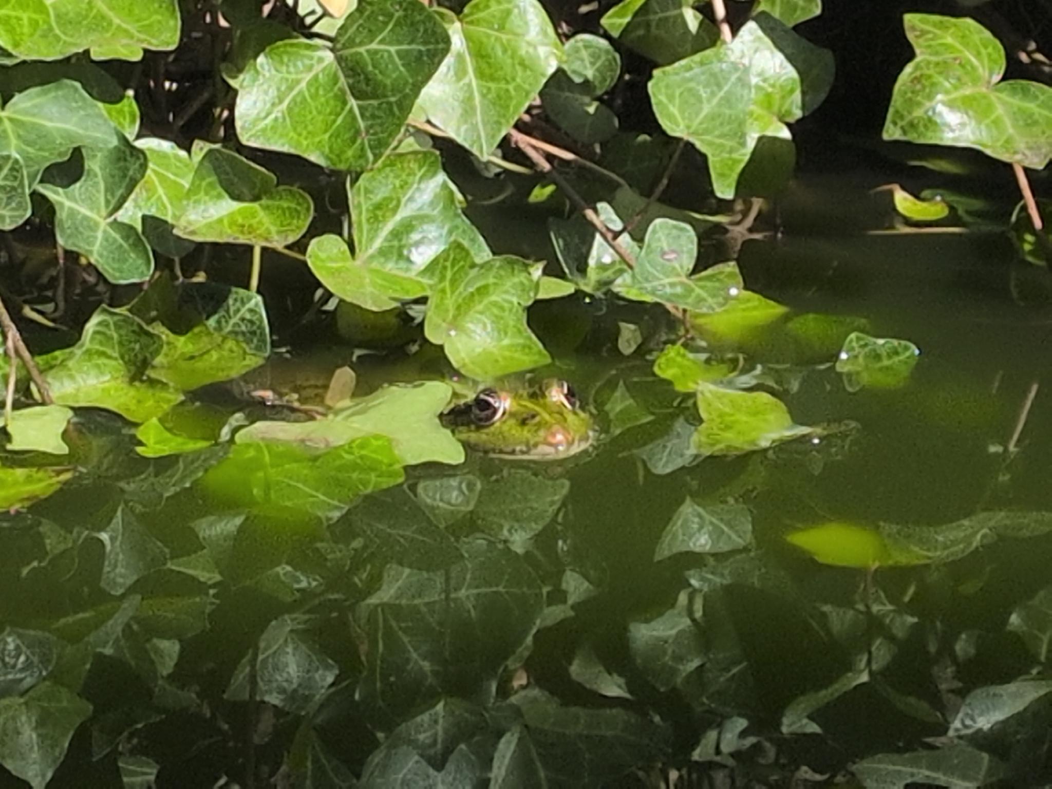 A frog